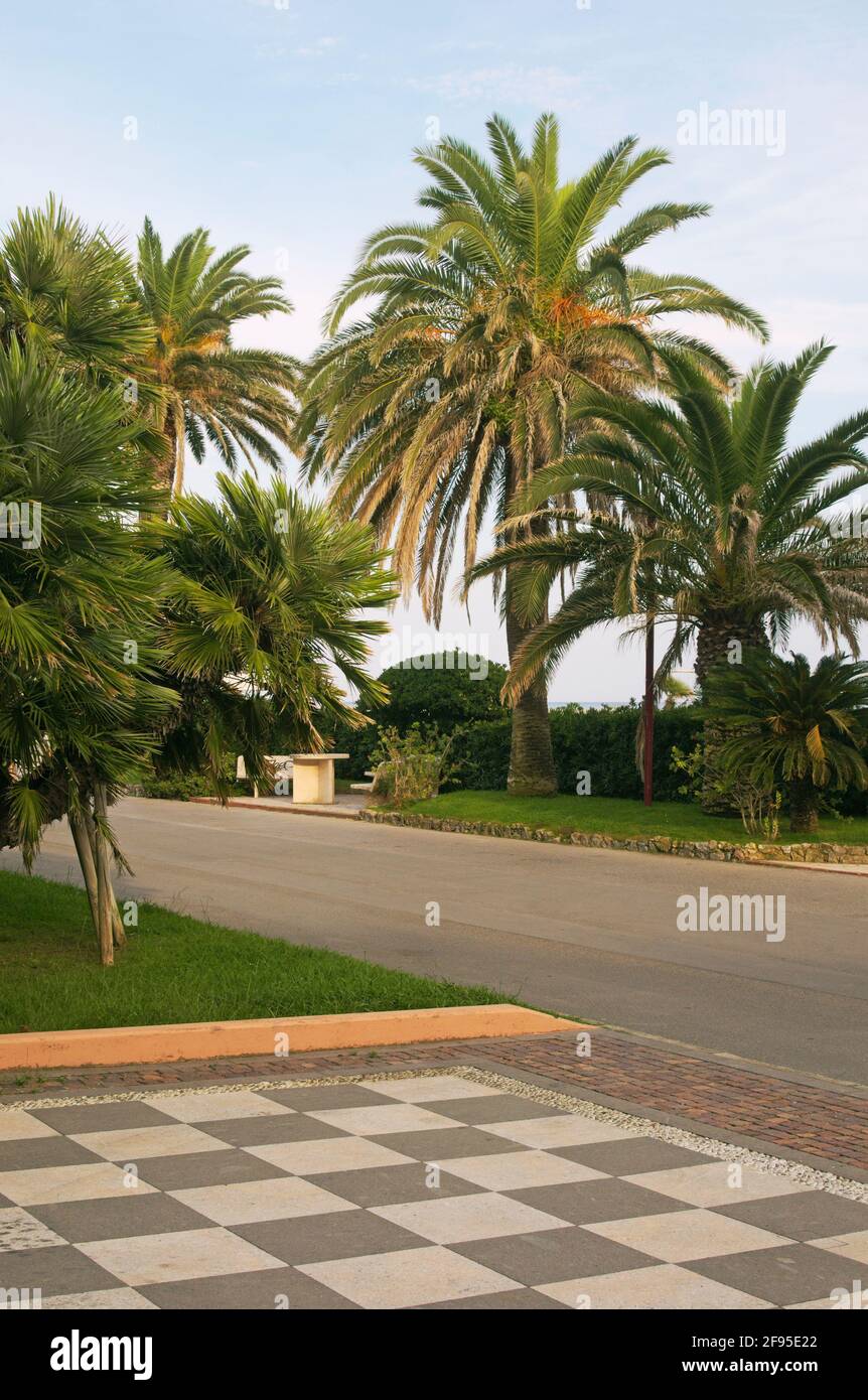 Palmen entlang der Promenade in Finale Ligure, Riviera di Ponente, Ligurien, Italien Stockfoto