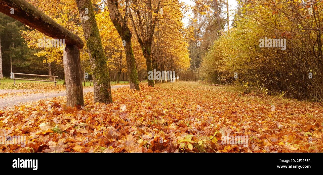 Die prächtigen Farben des Herbstes Stockfoto