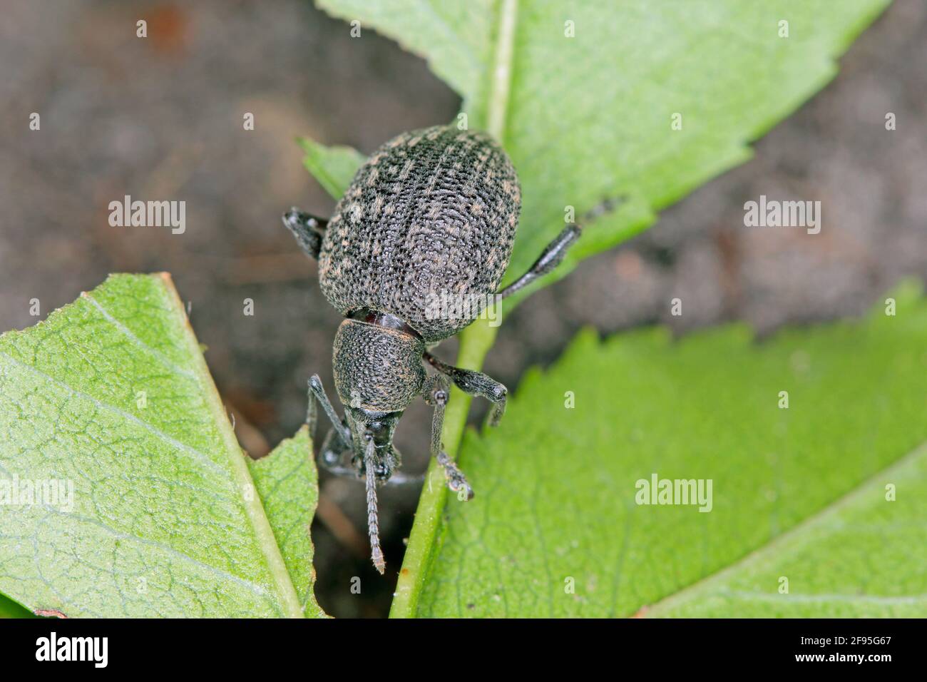 Käfer von Otiorhynchus (manchmal Otiorrhynchus) auf Nadelbäumen. Viele von ihnen, z.B. Schwarzer Weinkäfer (O. sulcatus) oder Erdbeerwurzelkäfer (O. ovatus) Stockfoto