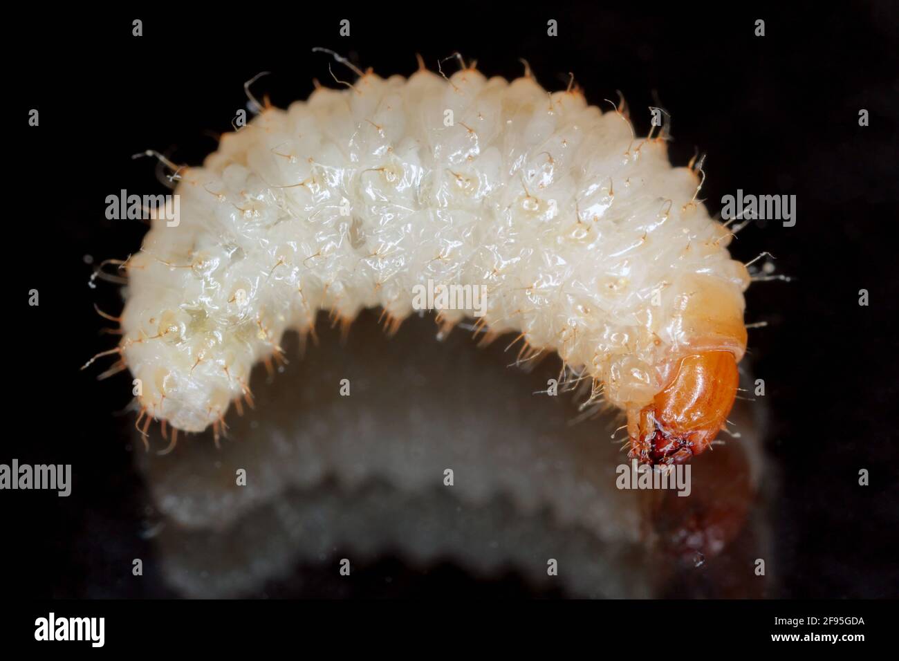 Otiorhynchus meridionalis Fotos und Bildmaterial in hoher Auflösung