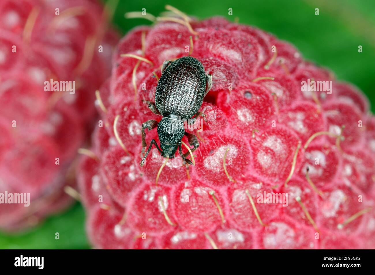 Erdbeerwurzel Weevil - Otiorhynchus ovatus (lateinischer Name) in der Himbeerfrucht. Es ist eine Art von Käfer in der Familie Curculionidae und gemeinsame a Stockfoto