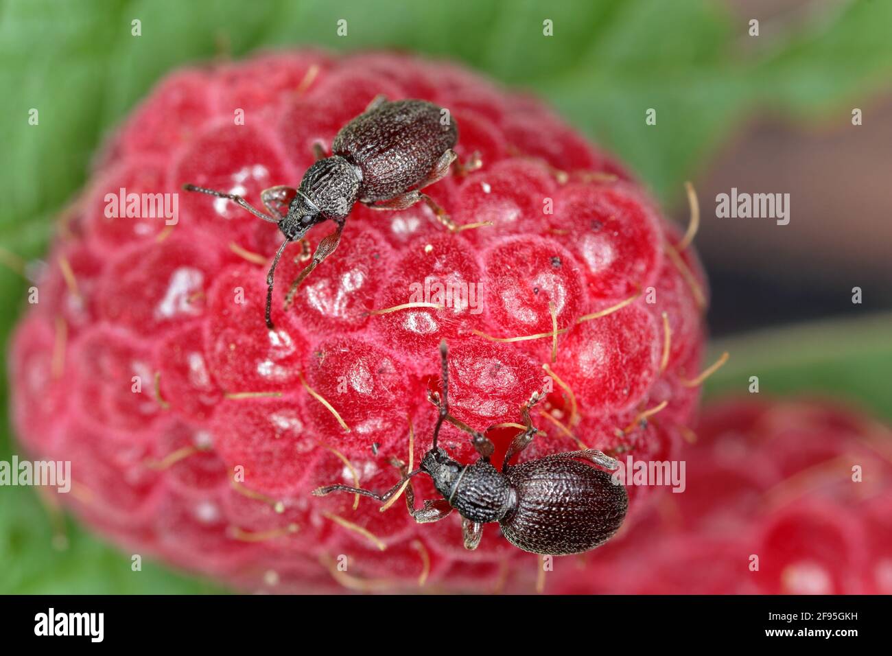 Erdbeerwurzel Weevil - Otiorhynchus ovatus (lateinischer Name) in der Himbeerfrucht. Es ist eine Art von Käfer in der Familie Curculionidae und gemeinsame a Stockfoto