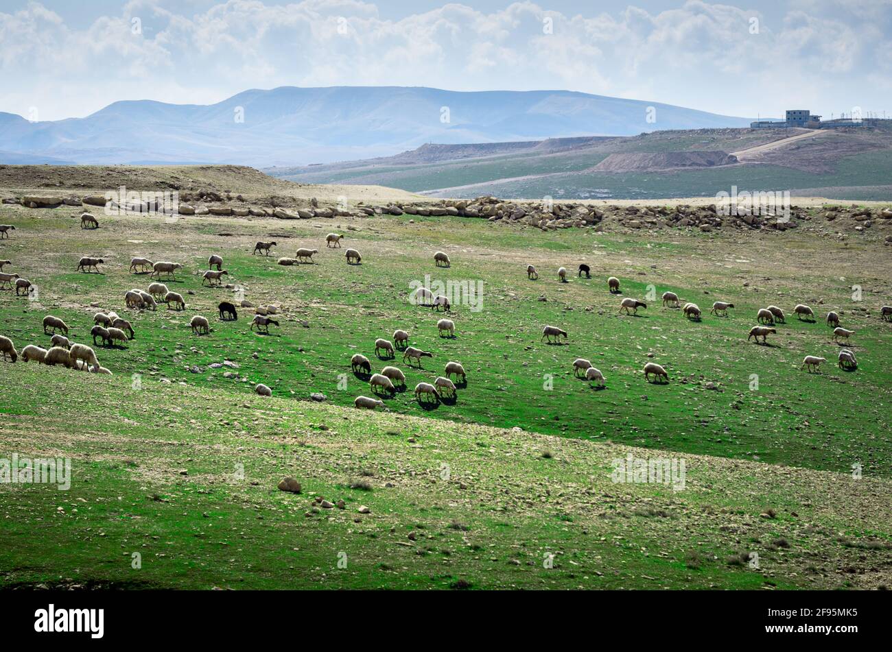 Schafe weiden auf den Judäischen Hügeln in Israel. Stockfoto