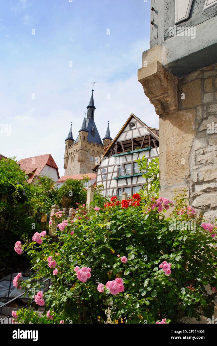 Traditionelle Fachwerkhäuser und Blauer Turm mit rosa Rosen und einer Steinmauer in Bad Wimpfen, Deutschland, im Landkreis Heilbronn Stockfoto