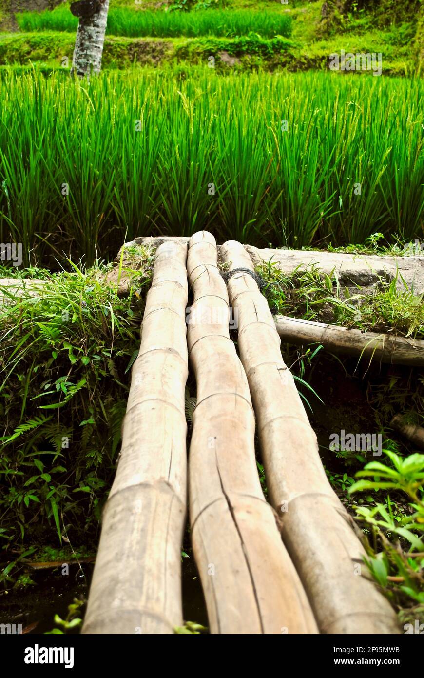 Bambusbrücke im Reisfeld in Bali, Indonesien. Drei Bambusstämme bilden eine kleine Fußbrücke über das Wasser zu lebendigen grünen Reispflanzen. Stockfoto