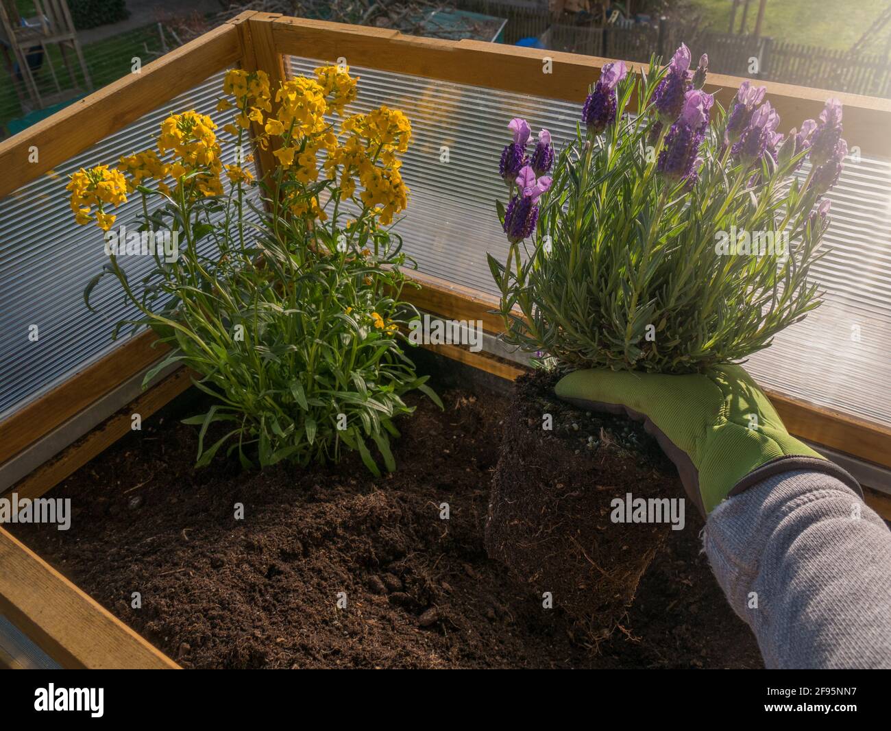 Pflanzen Sie bienenfreundliche Blumen auf dem Balkon Stockfoto