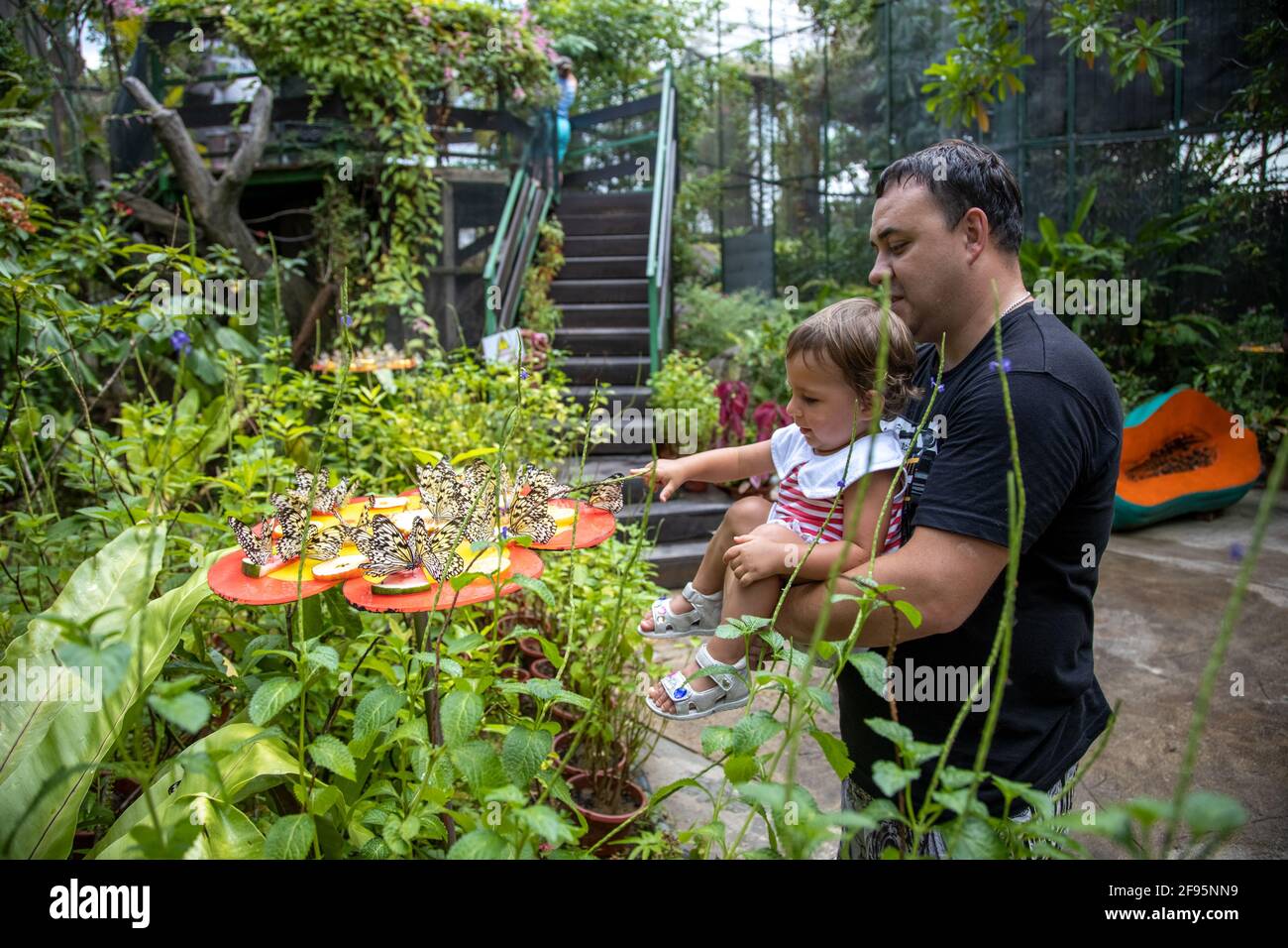 Vater und Tochter schauen Schmetterlinge im Schmetterlingsgarten an. Vater hält ein kleines Kleinkind Mädchen in seinen Armen im Schmetterlingspark. Tropischer Zoo Stockfoto