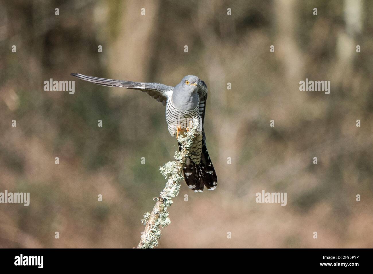 Thursley Common, Elstead. April 2021. Sonnige Intervalle in den Heimatkreisen heute. Ein Kuckuckkunulus canorus bei Thursley Common in Elstead in Surrey. Kredit: james jagger/Alamy Live Nachrichten Stockfoto