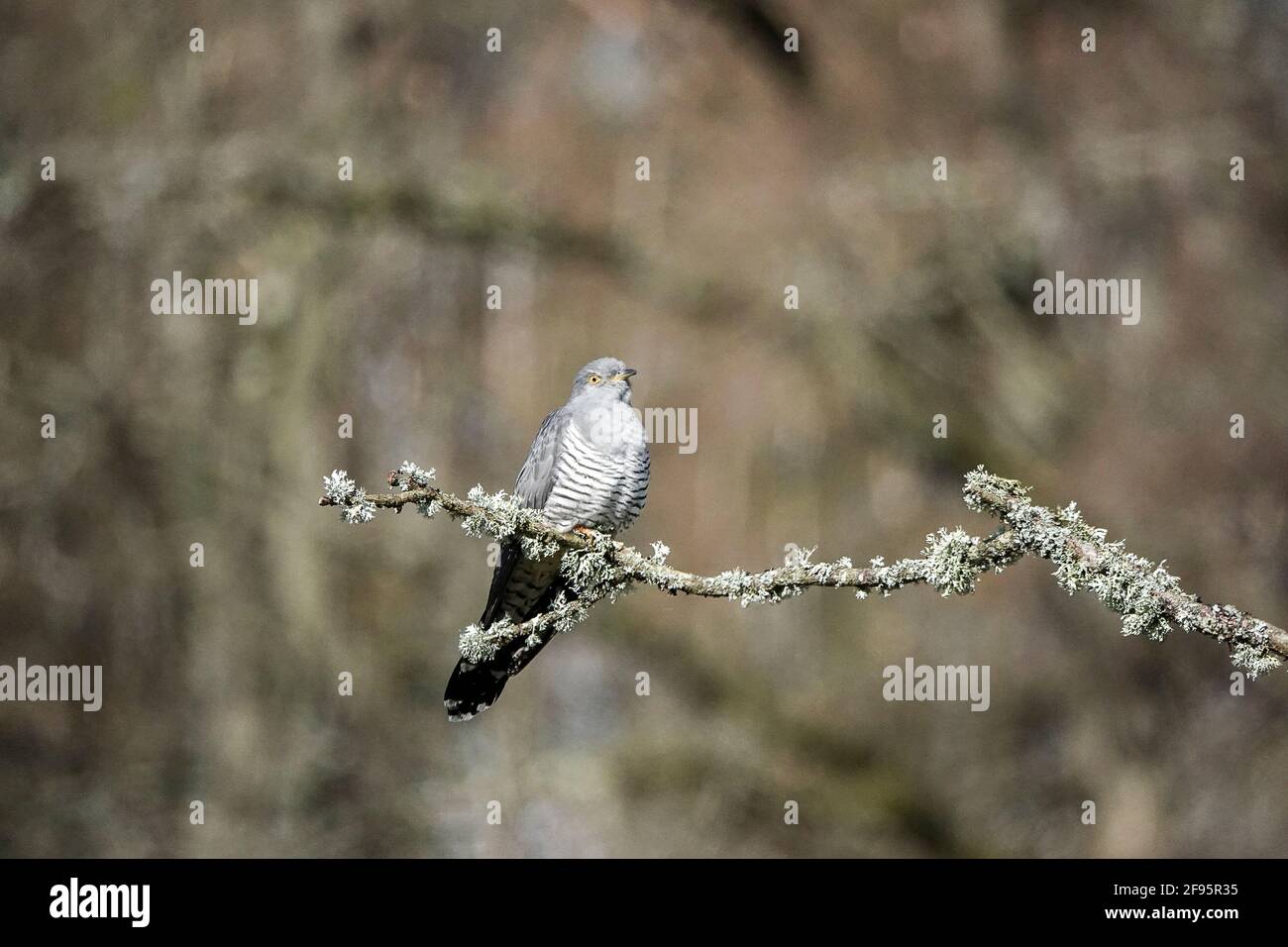 Thursley Common, Elstead. April 2021. Sonnige Intervalle in den Heimatkreisen heute. Ein Kuckuckkunulus canorus bei Thursley Common in Elstead in Surrey. Kredit: james jagger/Alamy Live Nachrichten Stockfoto