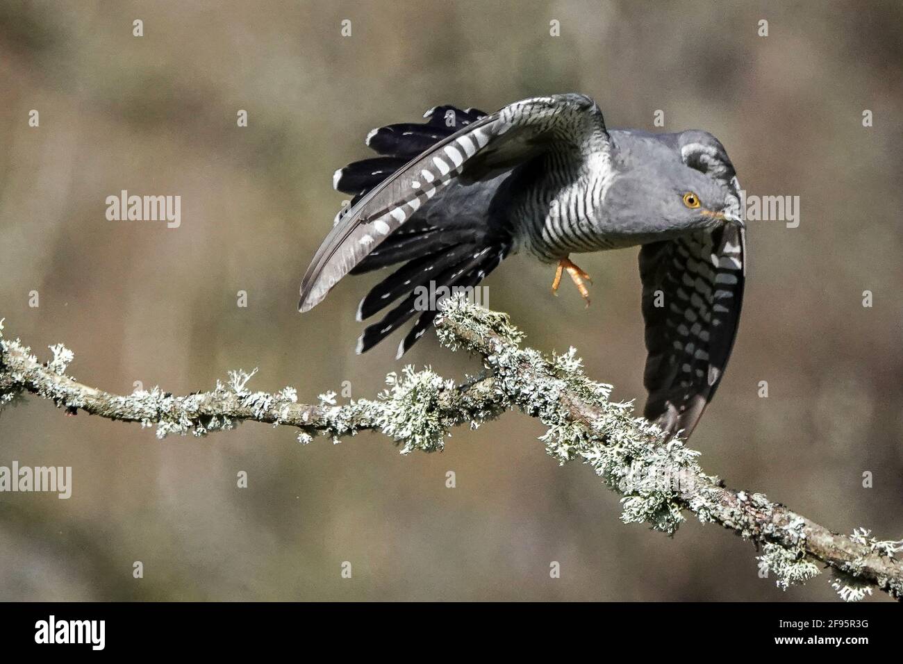 Thursley Common, Elstead. April 2021. Sonnige Intervalle in den Heimatkreisen heute. Ein Kuckuckkunulus canorus bei Thursley Common in Elstead in Surrey. Kredit: james jagger/Alamy Live Nachrichten Stockfoto