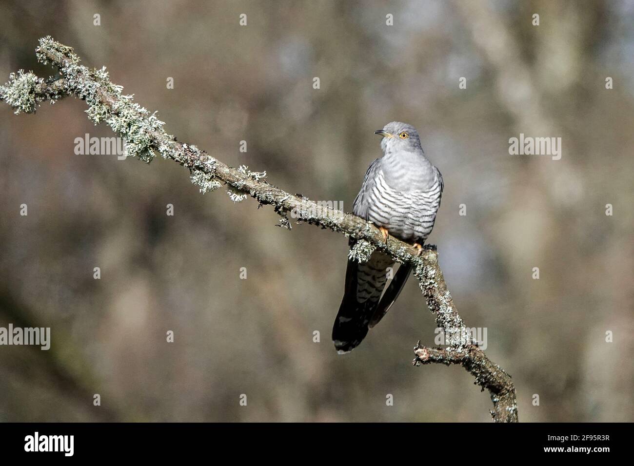 Thursley Common, Elstead. April 2021. Sonnige Intervalle in den Heimatkreisen heute. Ein Kuckuckkunulus canorus bei Thursley Common in Elstead in Surrey. Kredit: james jagger/Alamy Live Nachrichten Stockfoto