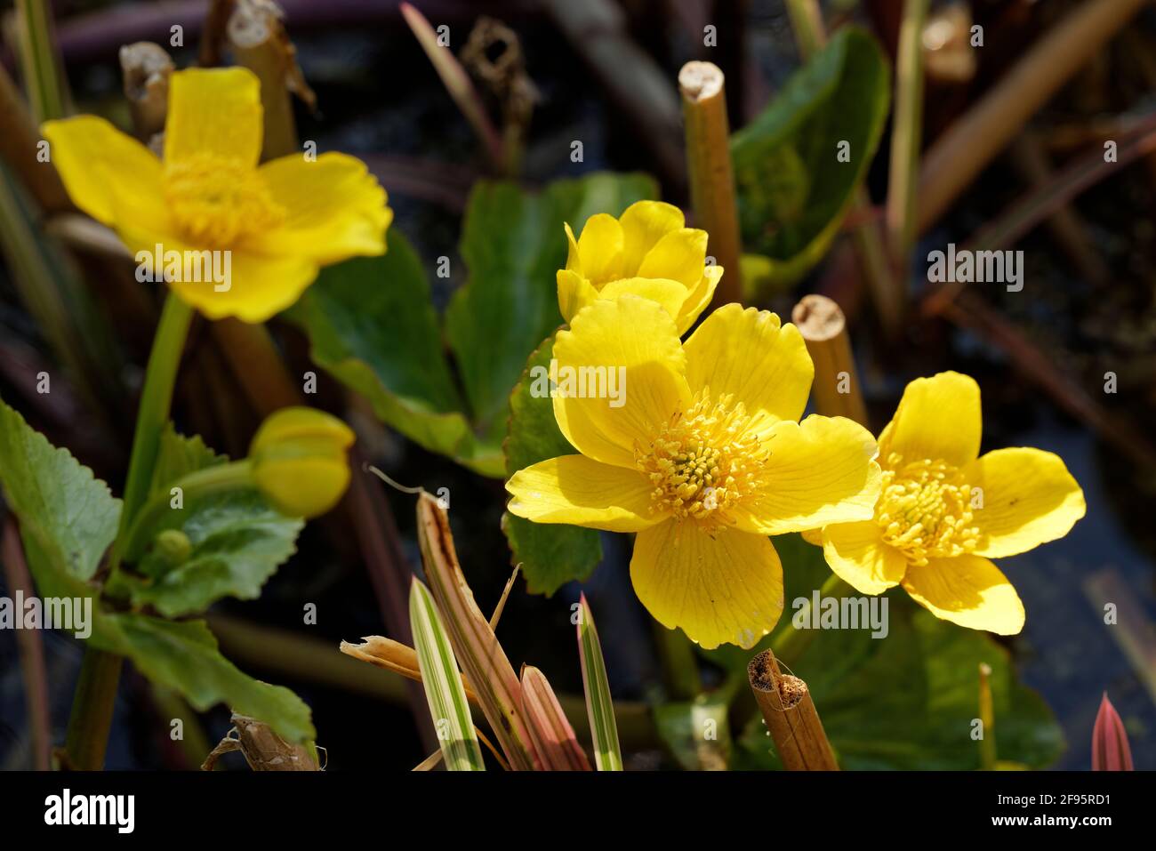 Marsh Marigolds. Margelblume. Caltha palustris. Wasserliebende Pflanze mit Teichen verbunden. Blüht im April in der nördlichen Hemisphäre. Stockfoto