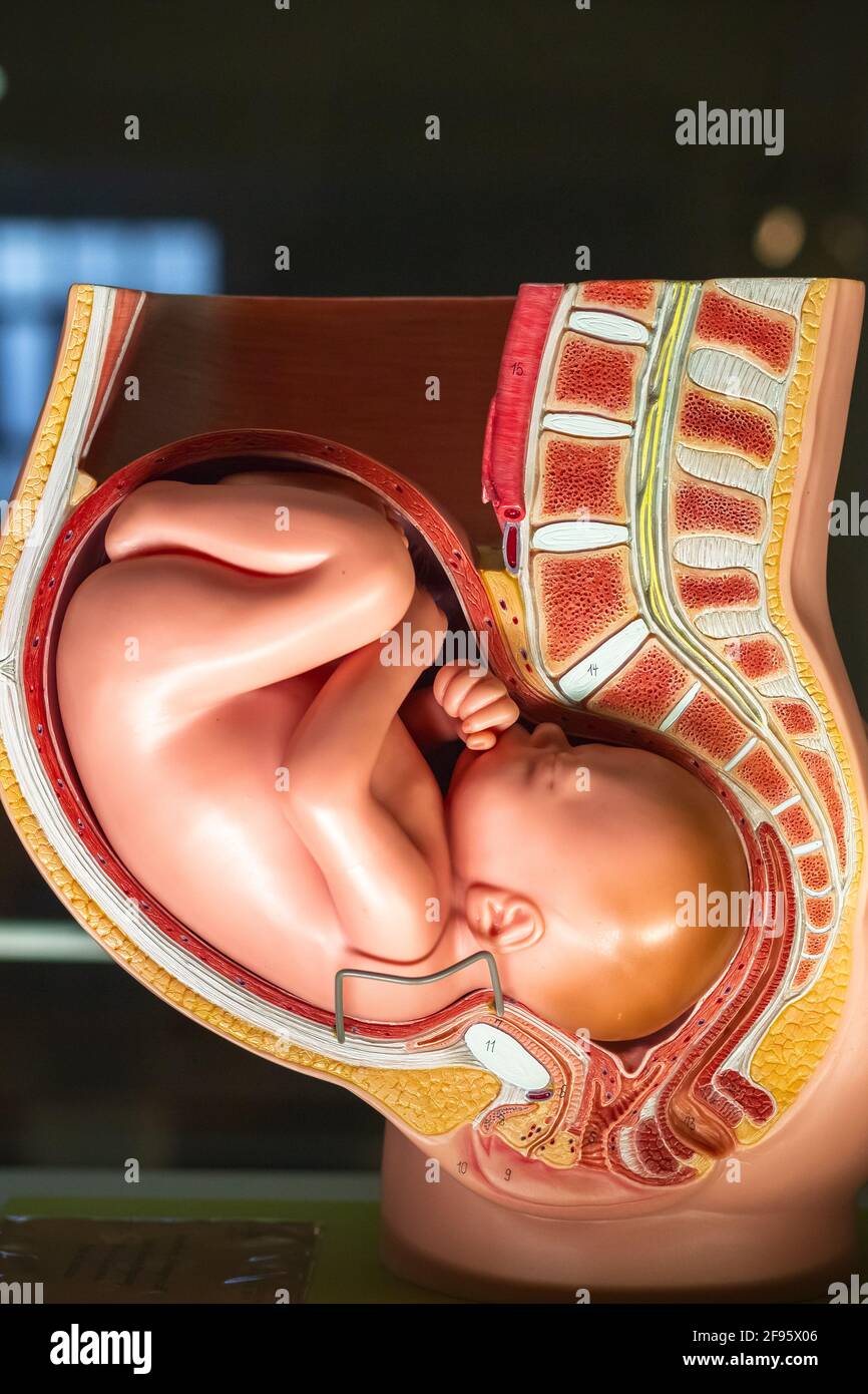 Neunten Monat Schwangerschaft Becken Anatomie Modell im Science Museum angezeigt In London Stockfoto
