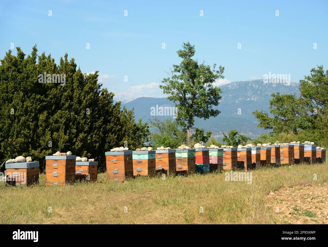 Bienenzucht, Bienenzucht oder Bienenstock-Reihe zur Herstellung von Lavendelhonig auf dem Plateau de Valensole Alpes-de-Haute-Provence Provence Frankreich Stockfoto