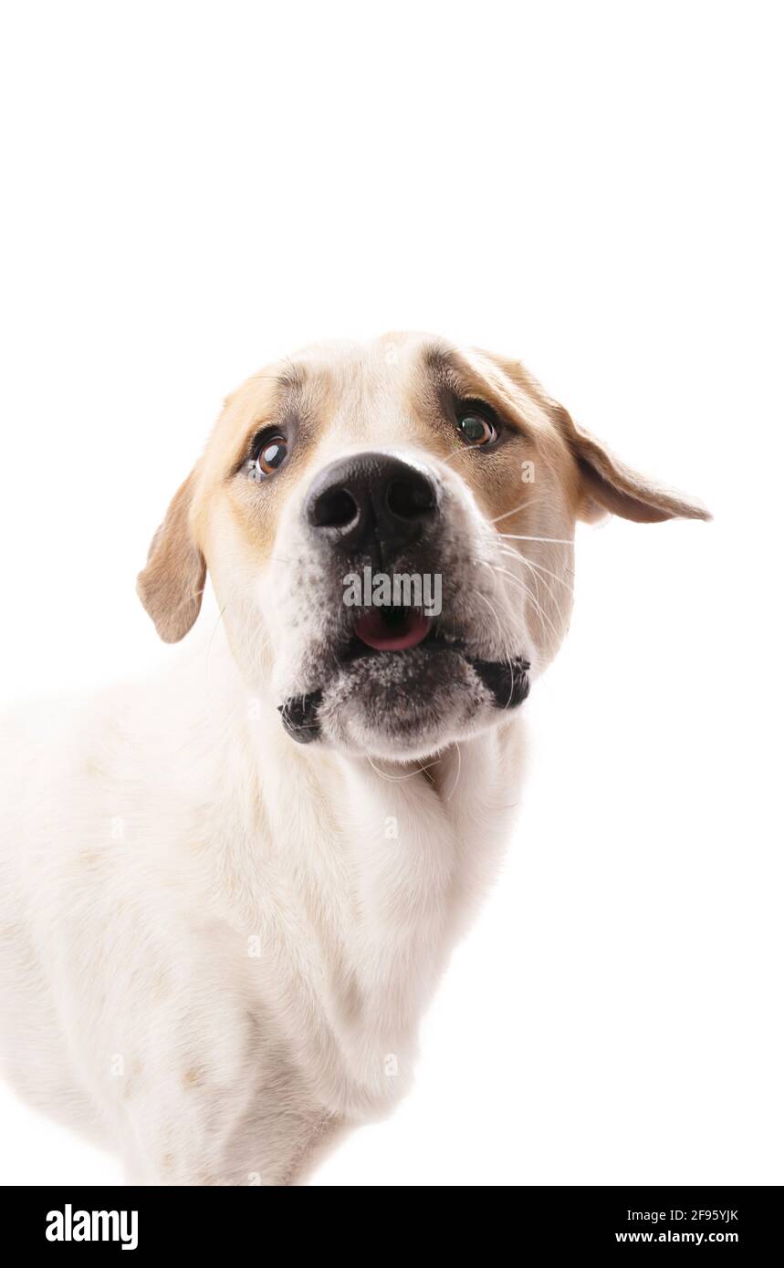 Kopfschuss von braunem und weißem Hund mit schwarzer Nase Bei der Kamera Stockfoto