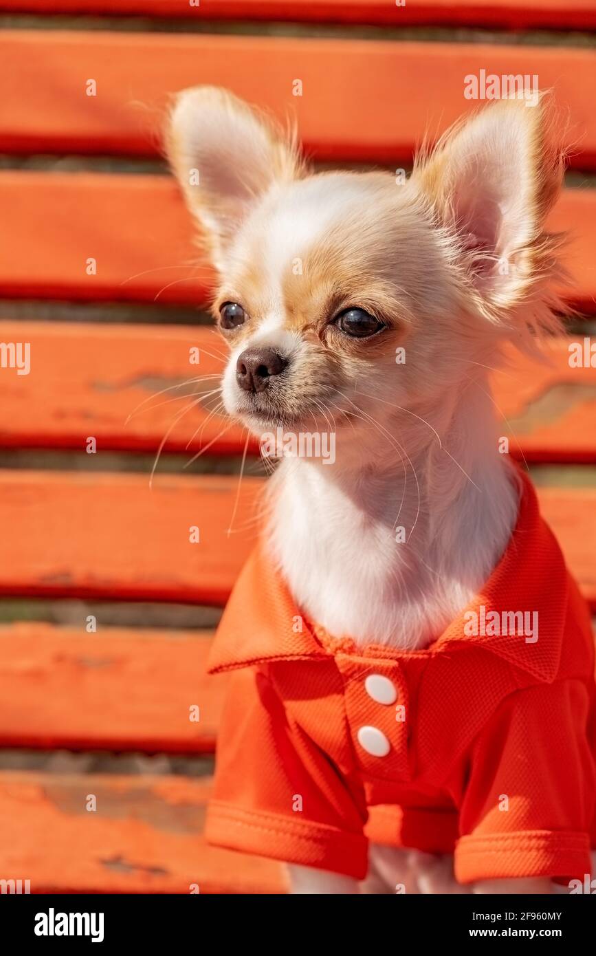 Chihuahua Welpe Halbprofil in orangefarbener Kleidung. Porträt eines  niedlichen reinrassigen chihuahua. Weißer Chihuahua Welpe auf der orangen  Bank Stockfotografie - Alamy