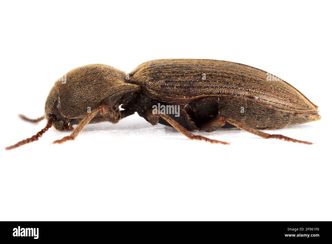 Agriotes obscurus ist eine Käferart aus der Familie der Elateridae. Es Larven sind wichtige Schädlinge im Boden vieler Kulturen. Insekt von der Seite. Stockfoto