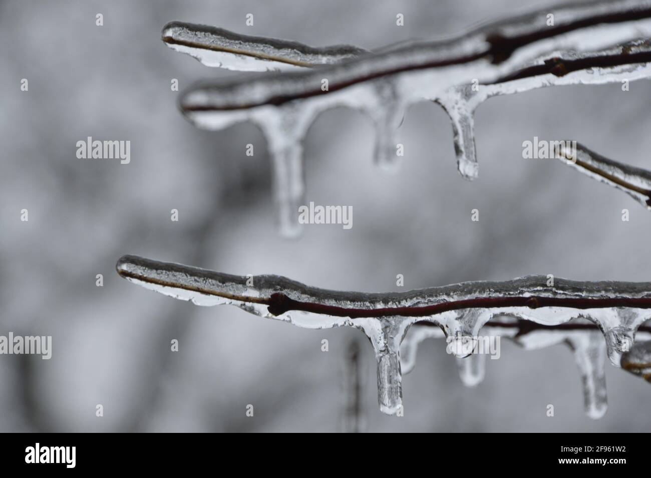 Gefrorene Zweige nach einem Eissturm. Stockfoto