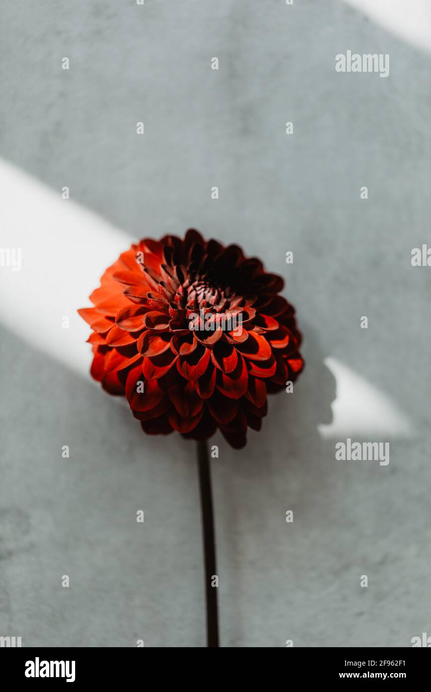 Eine Dahlia-Blume, burgunderfarben auf grauem Hintergrund mit shado  Stockfotografie - Alamy