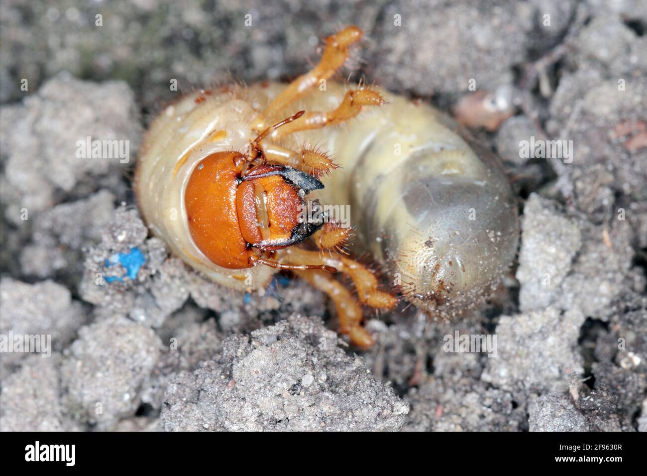 Die Larve des Mai-Käfer gewöhnlicher Schabe oder Mai-Käfer (Melolontha melolontha). Maden sind wichtige Schädlinge von Pflanzen. Stockfoto