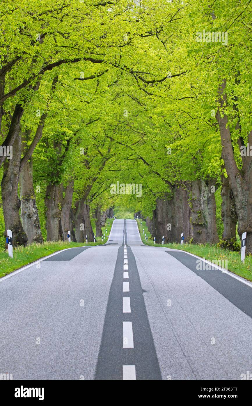Leere Straße, gesäumt von Silberlinden / Silberlinden (Tilia tomentosa) im Frühjahr, Mecklenburg Vorpommern, Deutschland Stockfoto