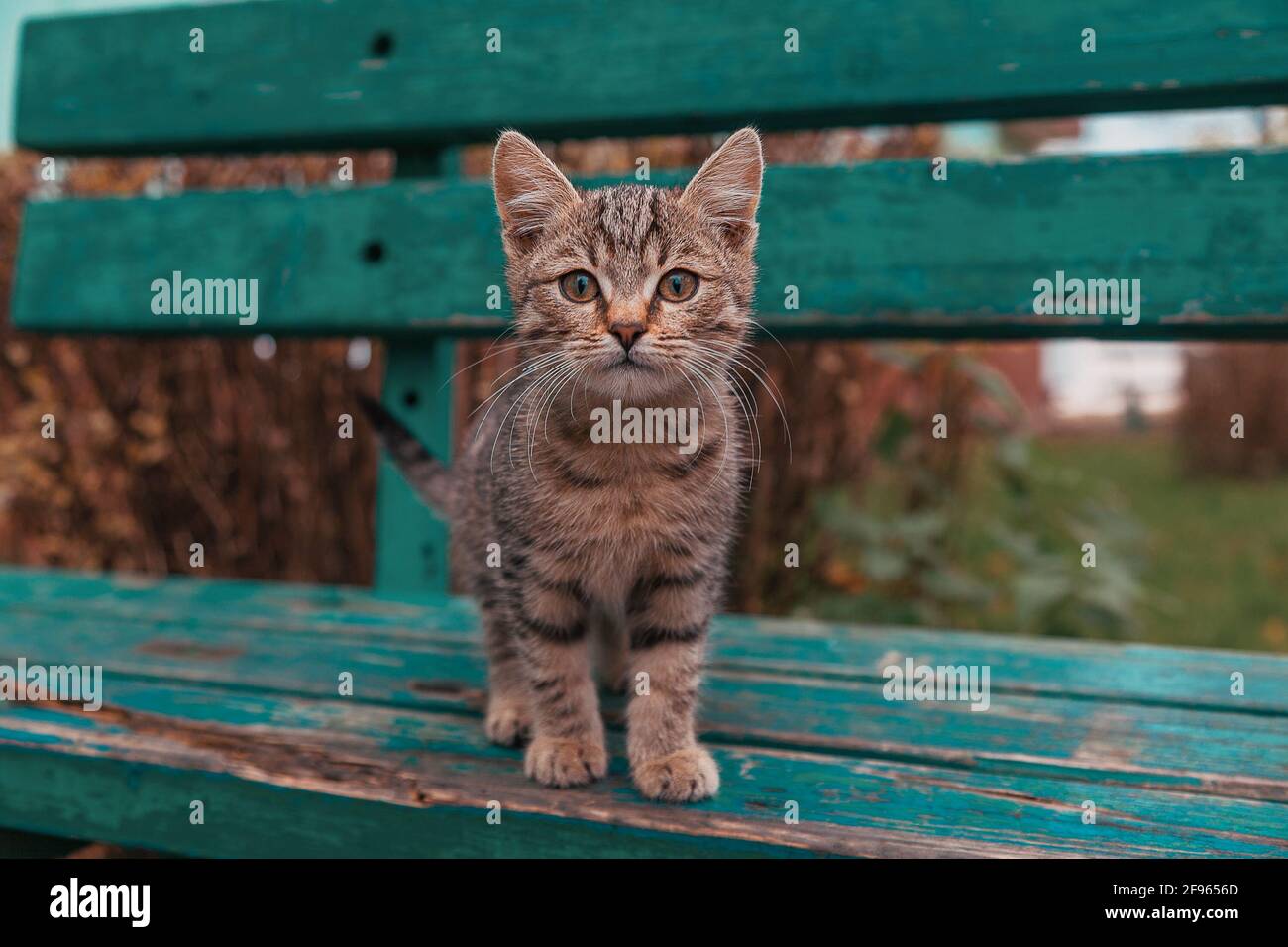 Ein kleines gestromte Kätzchen steht auf einer alten Bank. Geringe Schärfentiefe. Stockfoto