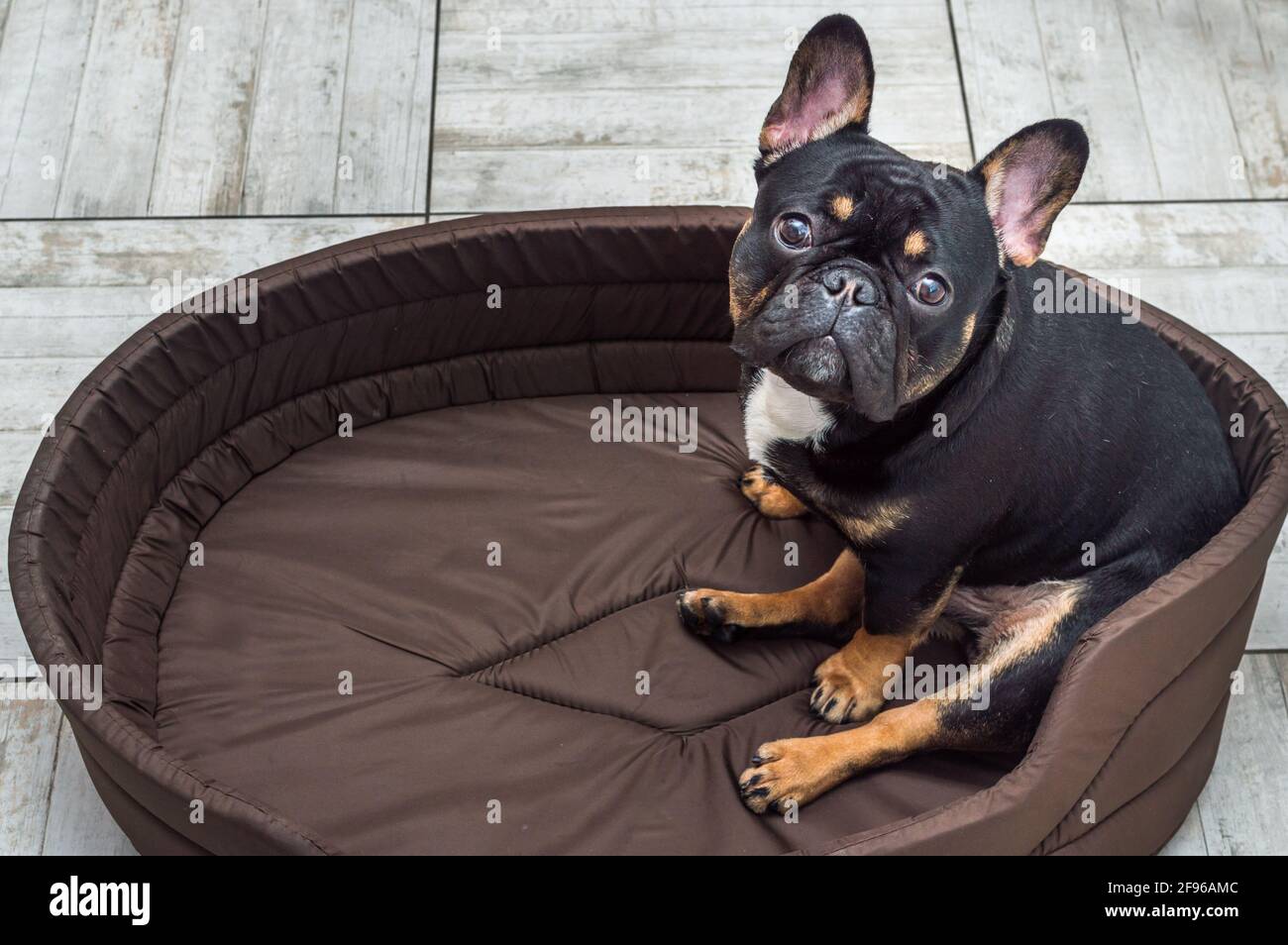French bulldog in bed -Fotos und -Bildmaterial in hoher Auflsung  Alamy
