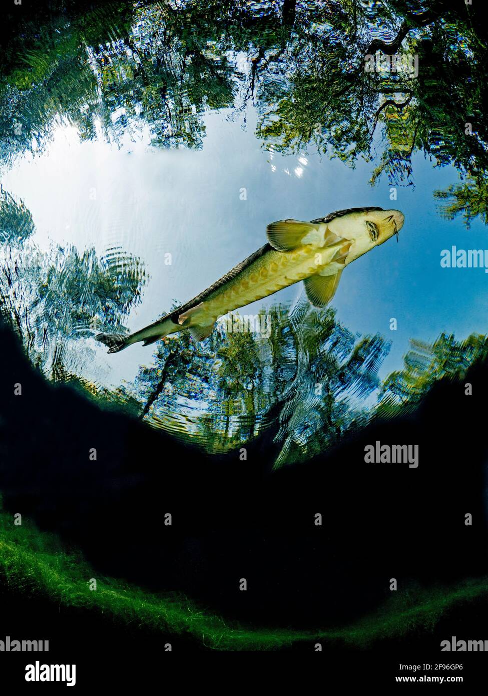 Europäischer Stör oder Beluga-Stör, Huso Huso Stockfotografie - Alamy