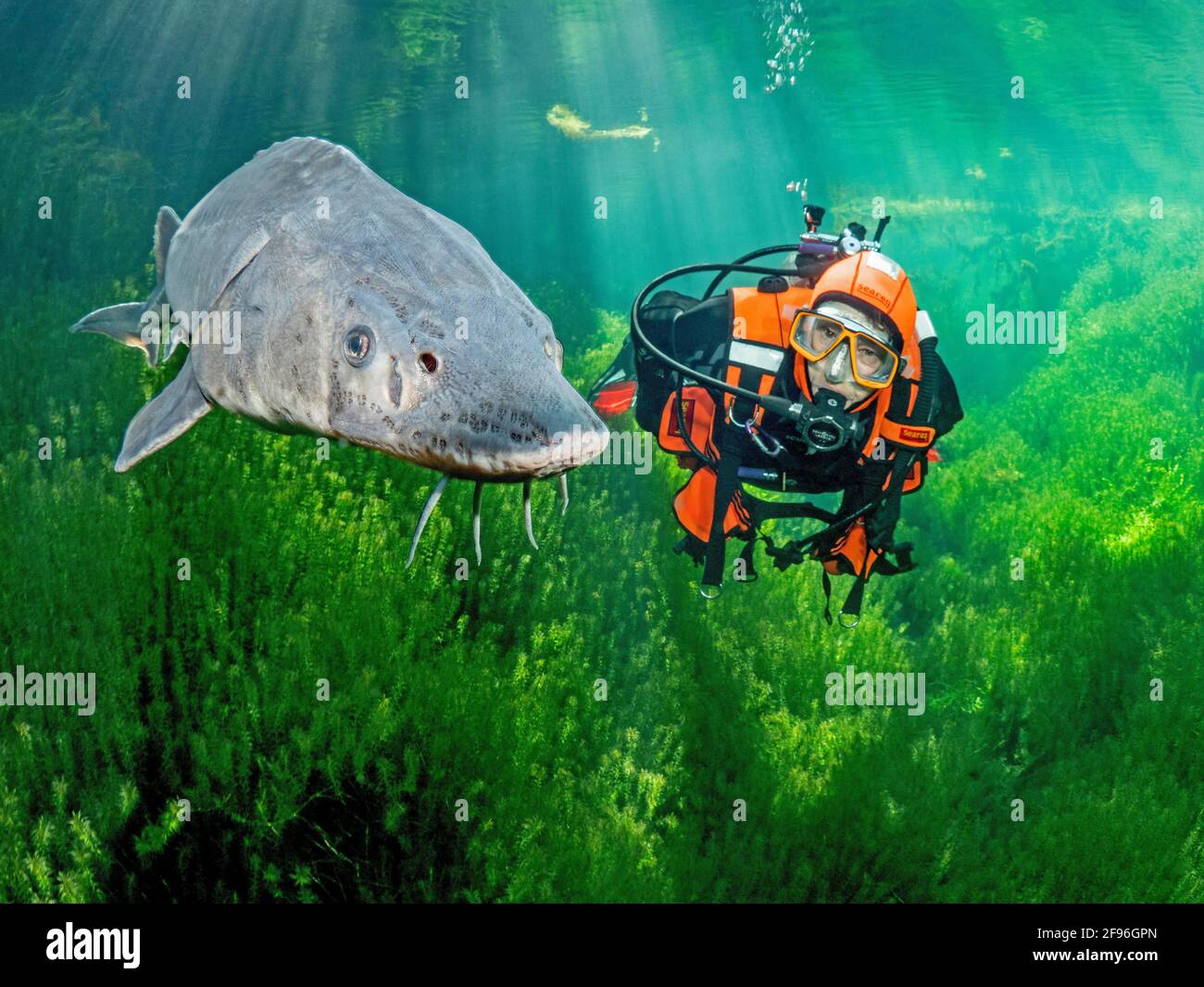 Europäischer Stör oder Beluga-Stör, Huso Huso Stockfotografie - Alamy