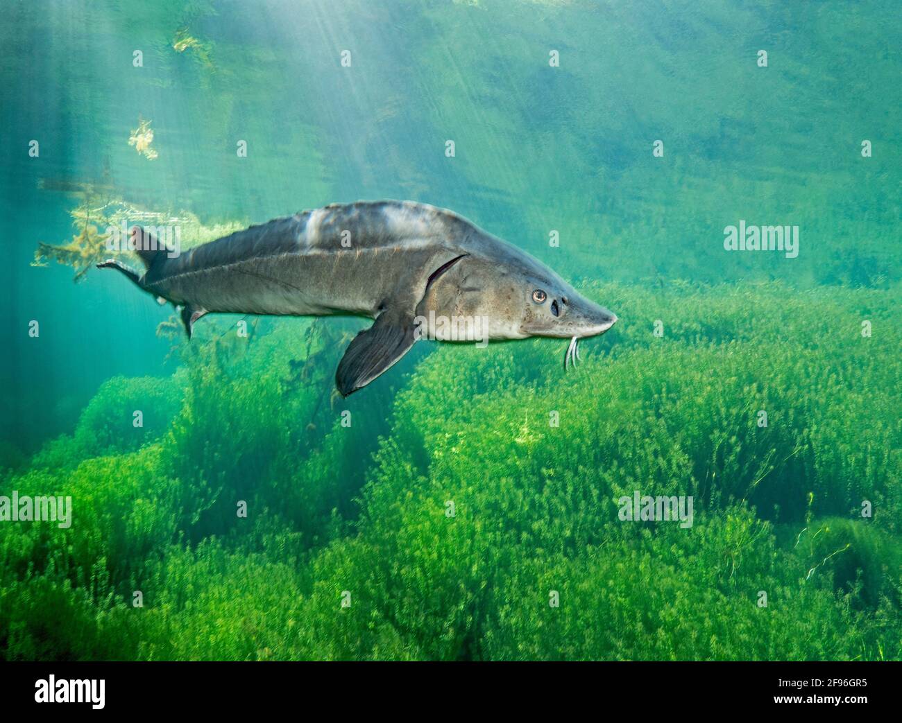 Beluga stör -Fotos und -Bildmaterial in hoher Auflösung – Alamy