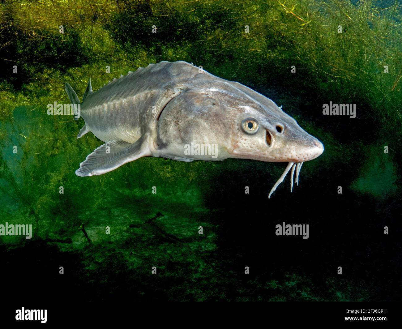 Europäischer Stör oder Beluga-Stör, Huso Huso, Rheinzufluss ...