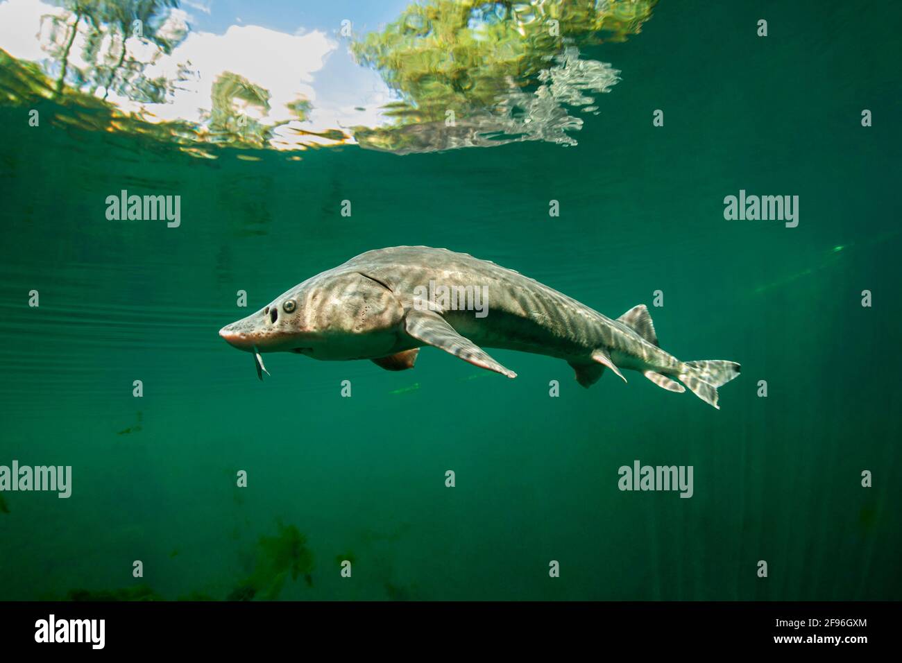 Europäischer Stör oder Beluga-Stör, Huso Huso Stockfotografie - Alamy