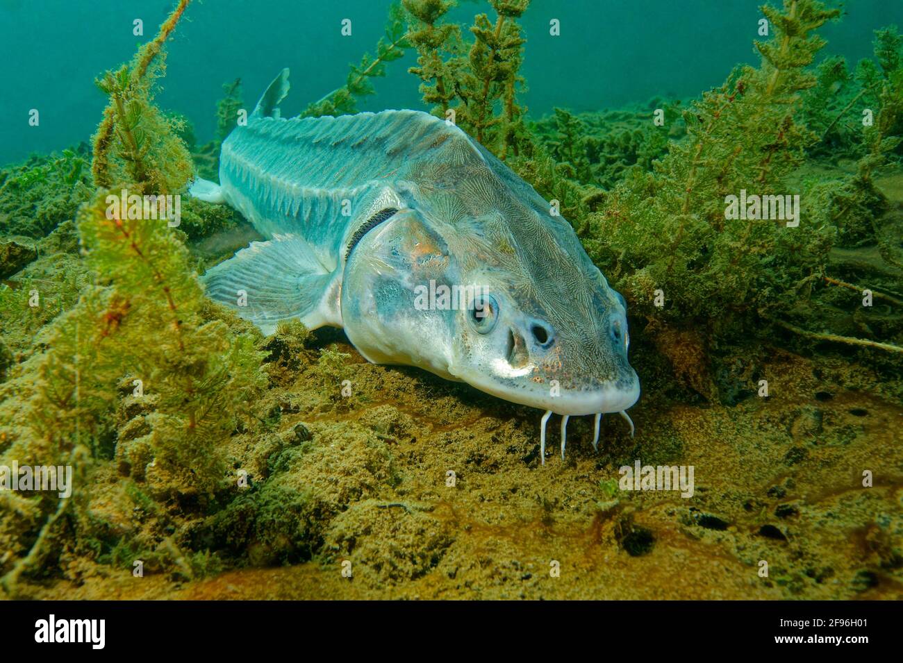 Europäischer Stör oder Beluga-Stör, Huso Huso Stockfotografie - Alamy