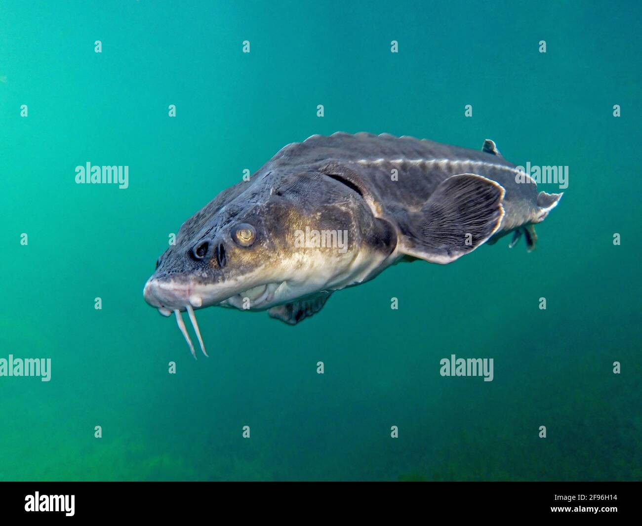 Beluga stör -Fotos und -Bildmaterial in hoher Auflösung – Alamy