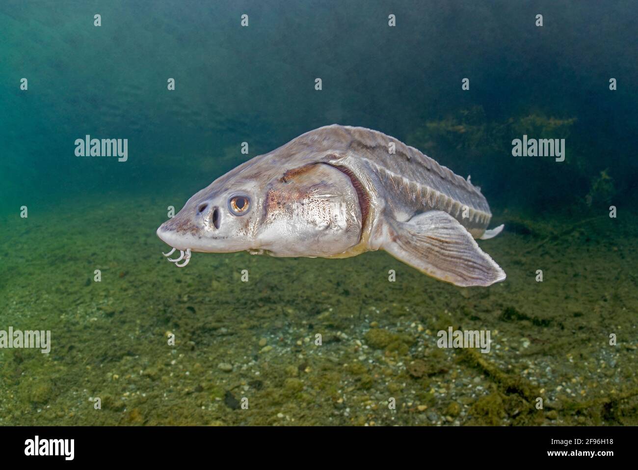 Europäischer Stör oder Beluga-Stör, Huso Huso, Nebenfluss des Flusses ...