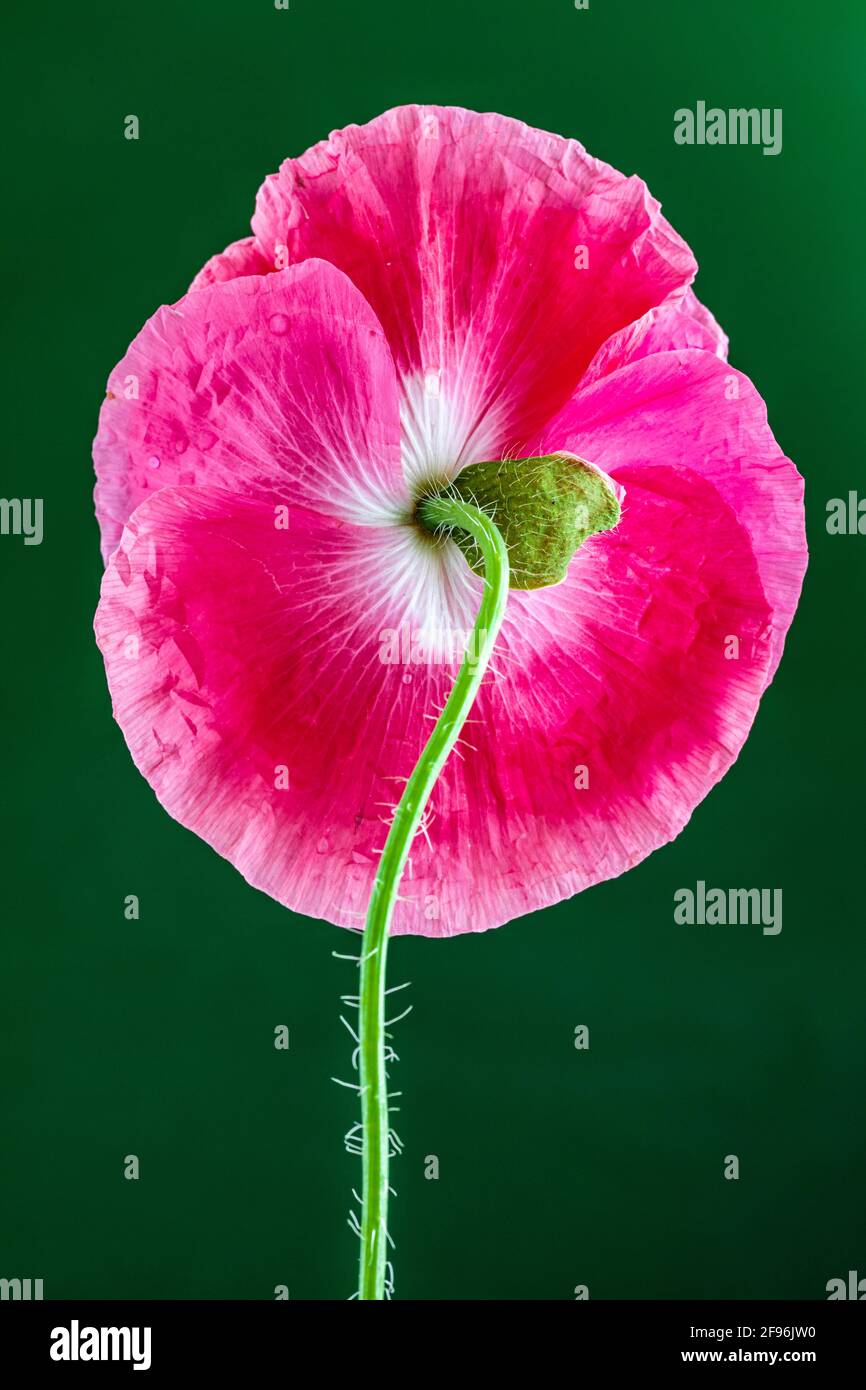 Roter Mohn, Blüte, Nahaufnahme, Pflanzenportrait Stockfoto