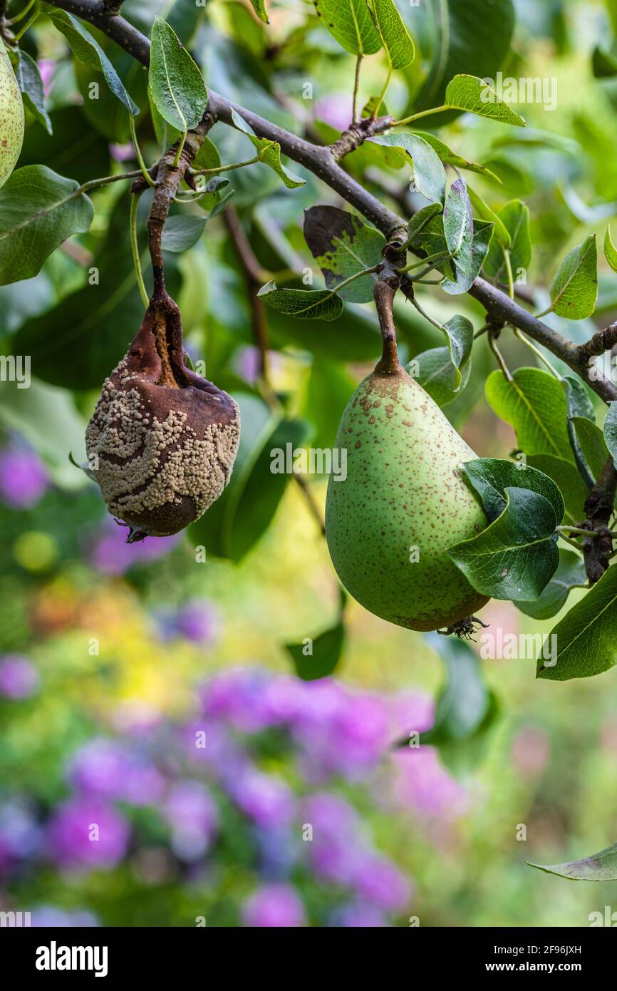 Kontrastbild, frische und verfaulte Birne auf dem Baum Stockfoto