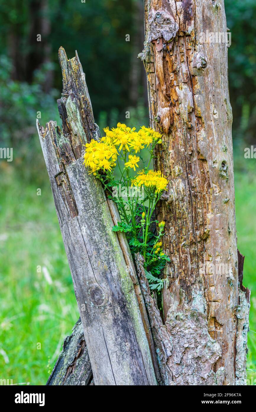 Blühendes Ragwürz oder Ragwürz (Senecio jacobaea), giftige Pflanze Stockfoto