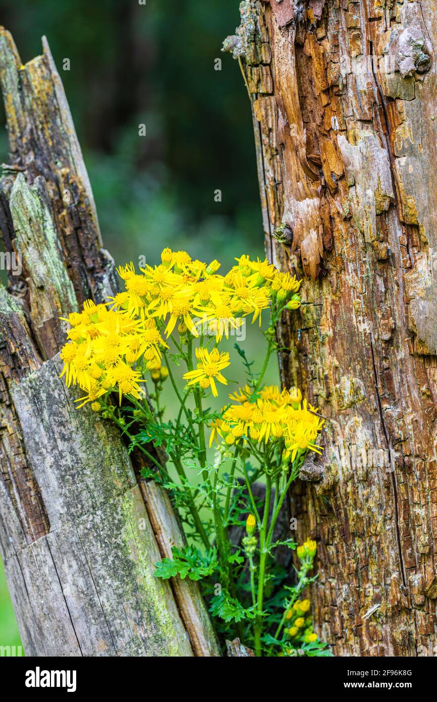 Blühendes Ragwürz oder Ragwürz (Senecio jacobaea), giftige Pflanze Stockfoto