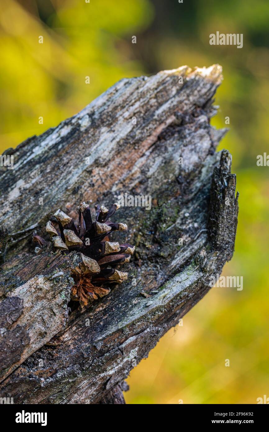 Stillleben in der Natur, Kegel auf Holzpfosten Stockfoto