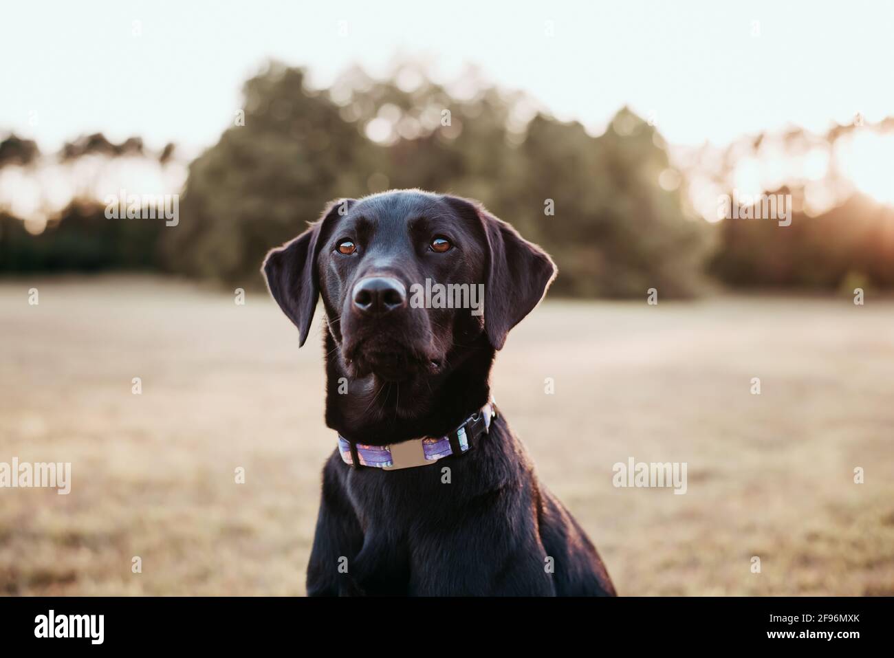 Schwarzes Labrador Retriever Portrait, draußen in einem Park. Stockfoto