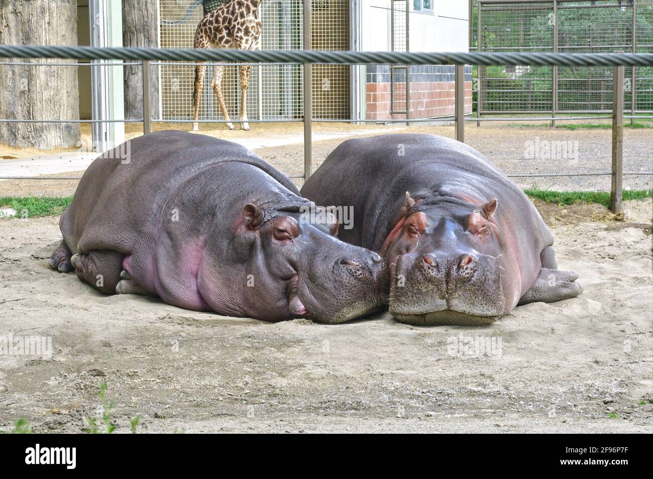 Hippo tusks Fotos und Bildmaterial in hoher Auflösung Alamy