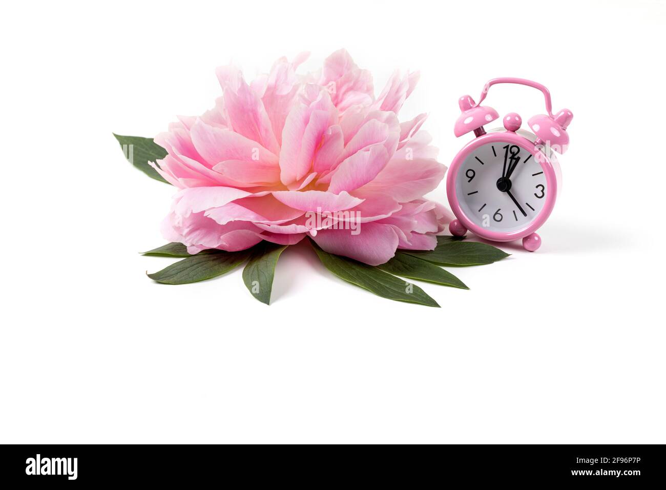 Rosa Pfingstrose Blume und Wecker isoliert auf weißem Hintergrund. Speicherplatz kopieren. Nahaufnahme. Stockfoto
