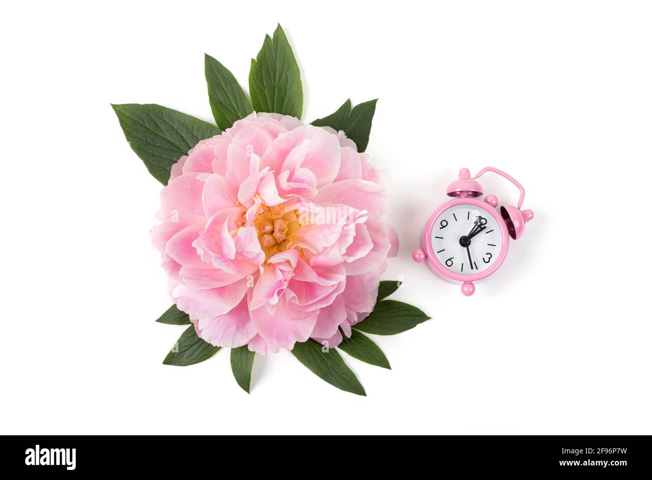 Rosa Pfingstrose Blume und Wecker isoliert auf weißem Hintergrund. Speicherplatz kopieren. Flach liegend. Stockfoto