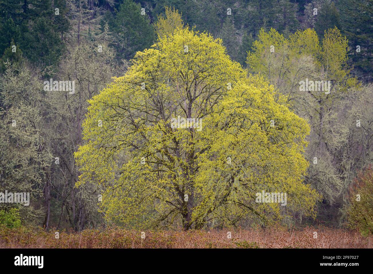 Bigleaf Maple Tree, der im Frühling aufkeimend ist; Howard Buford Recreation Area, Willamette Valley, Oregon. Stockfoto