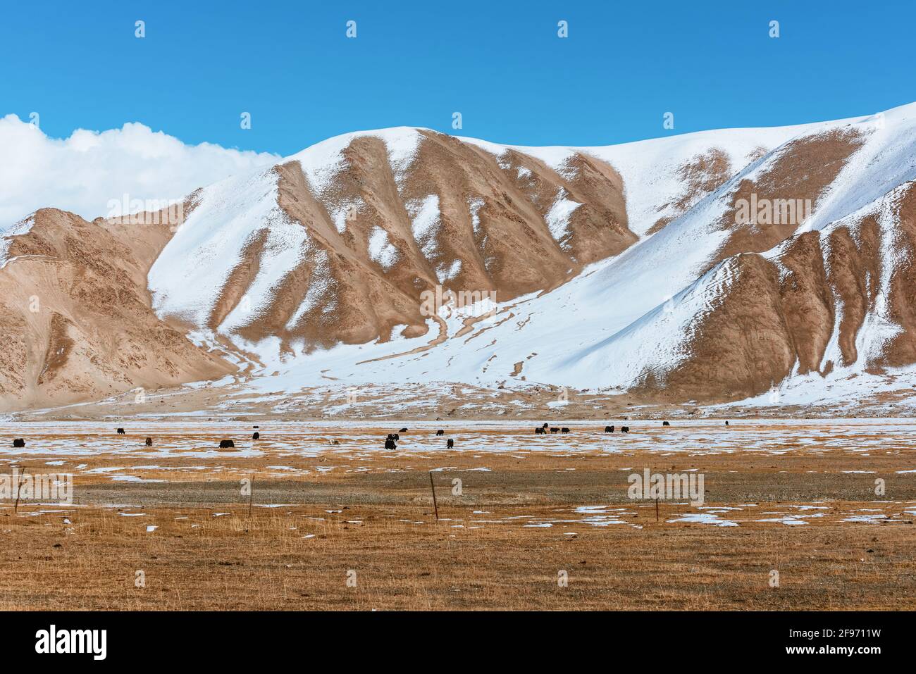 Schneebedeckte Berge und grasende Yaks auf dem Pamir-Hochplateau Stockfoto