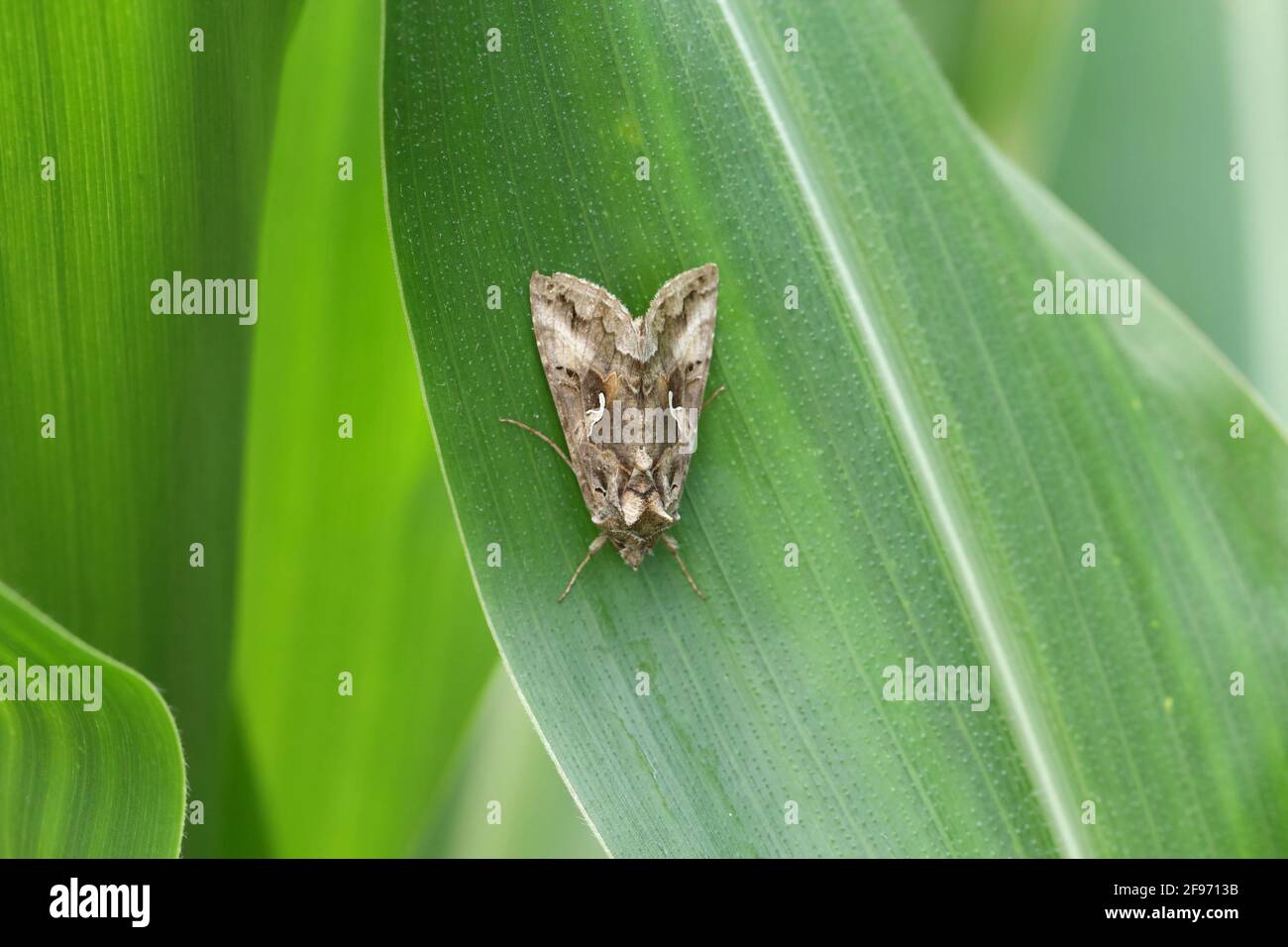 Die Silver Y (Autographa gamma) ist eine Zugmotte der Familie Noctuidae. Raupen dieser Eulentauben sind Schädlinge von mehr als 200 Pflanzen. Stockfoto