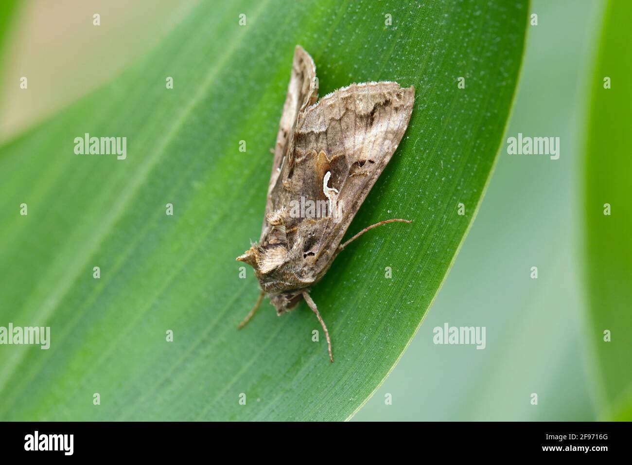Die Silver Y (Autographa gamma) ist eine Zugmotte der Familie Noctuidae. Raupen dieser Eulentauben sind Schädlinge von mehr als 200 Pflanzen. Stockfoto