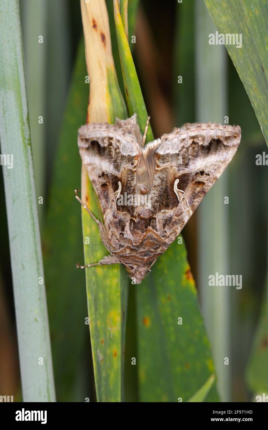 Die Silver Y (Autographa gamma) ist eine Zugmotte der Familie Noctuidae. Raupen dieser Eulentauchfalter sind Schädlinge von mehr als 200 verschiedenen Arten Stockfoto