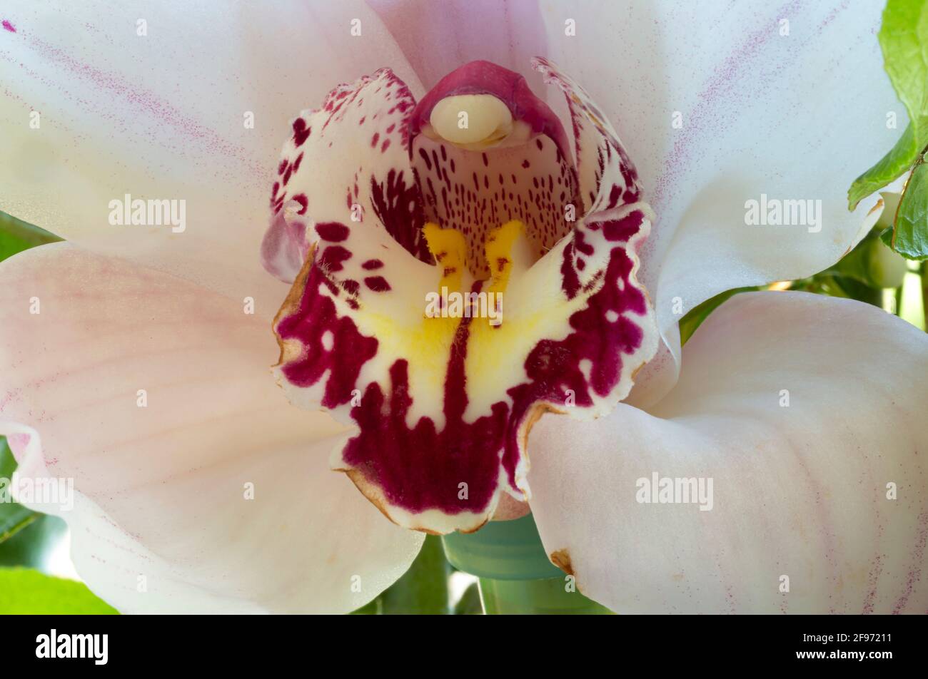 WA19453-00...WASHINGTON - EINE bunte Orchidee. Stockfoto